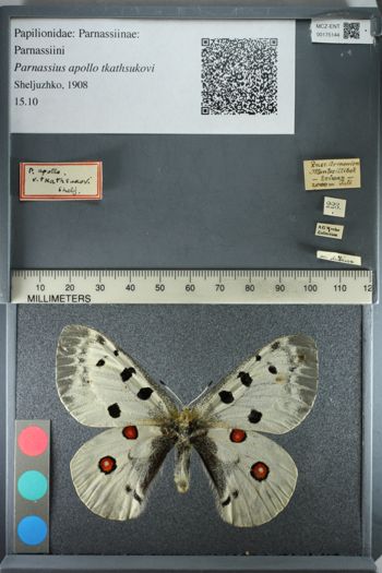 Media type: image;   Entomology 175144